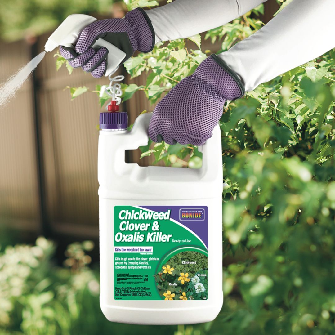 Chickweed, Clover & Oxalis Killer Spray – Bonide – 1 Gal